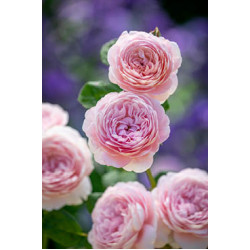 Queen of Sweden™ Queen of Sweden™